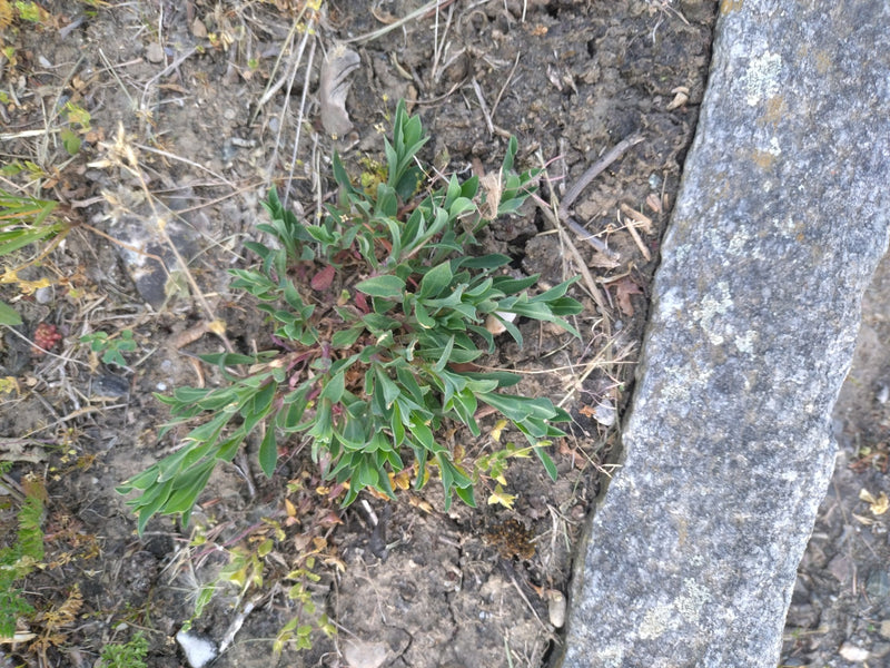 Gewöhnliches Leimkraut — Bild 2