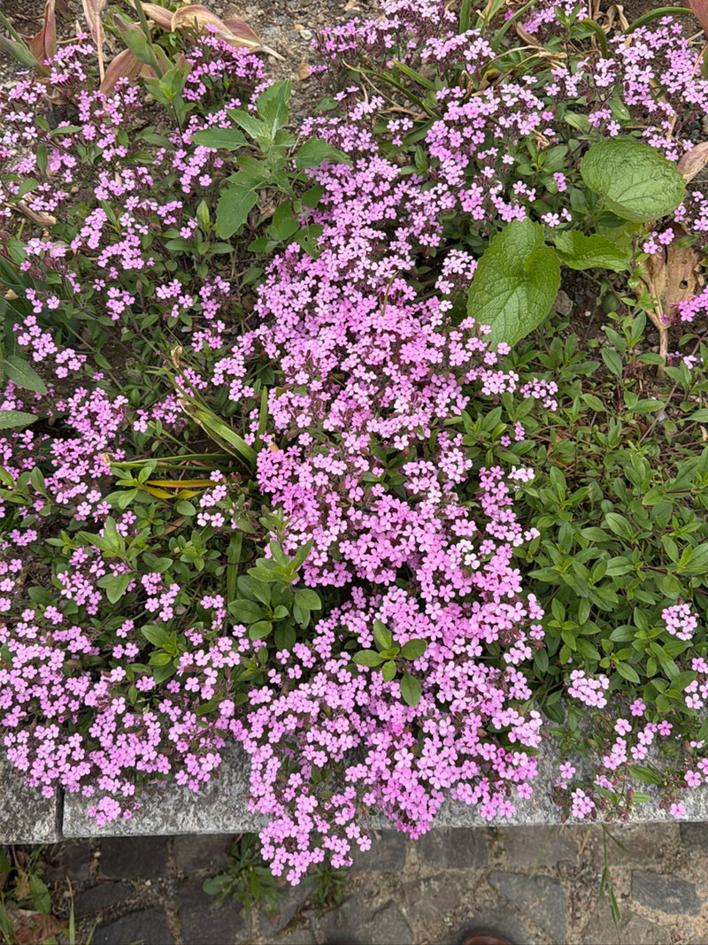 Gewöhnliches Seifenkraut — Bild 2