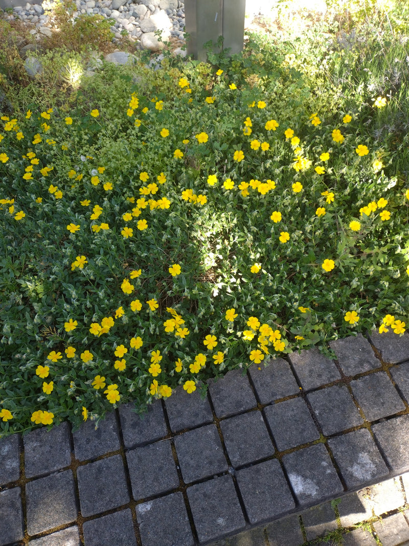 Gewöhnliches Sonnenröschen — Bild 1