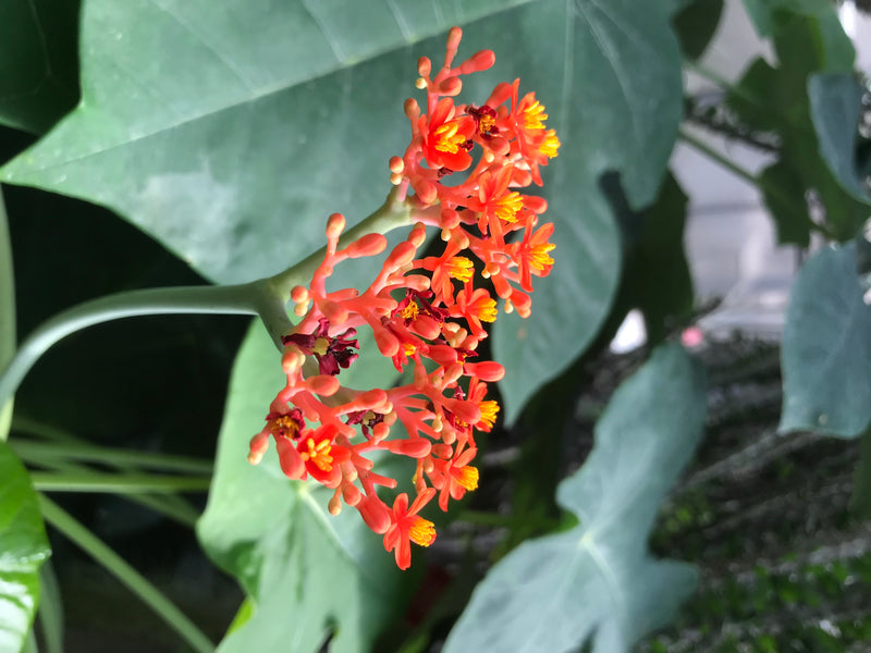Gichtbaum — Bild 3 von 3