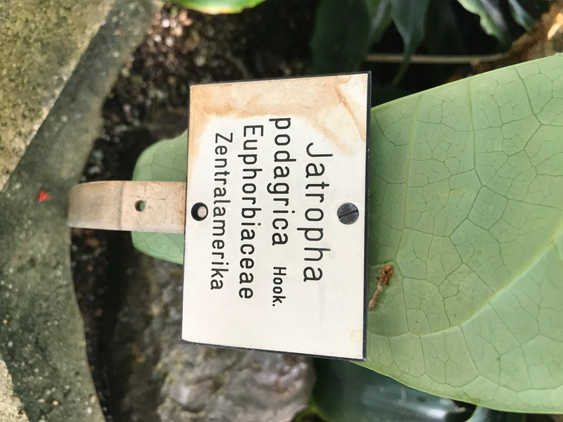 Gichtbaum — Bild 1 von 3