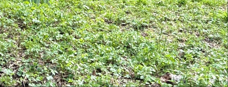 Auf dem Bild ist ein dichter Bestand von Giersch zu sehen, der den Waldboden bedeckt. Die typischen dreizähligen Blätter bilden eine geschlossene, grüne Decke.