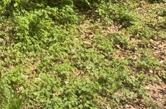 Auf dem Bild ist ein dichter Bestand von Giersch auf einem Waldboden mit Laub zu sehen.