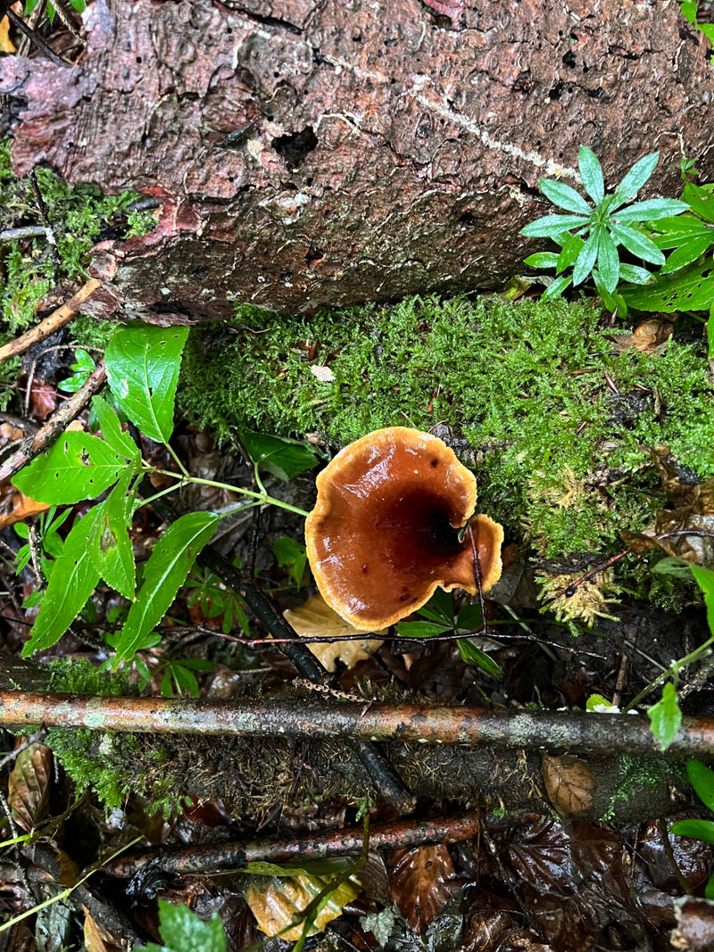 Gift-Häubling — Bild 1 von 1