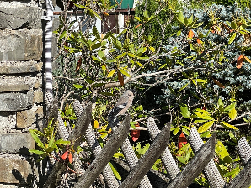 Ein weiblicher Gimpel sitzt auf einem schrägen Holzlattenzaun vor dichten Gartensträuchern.