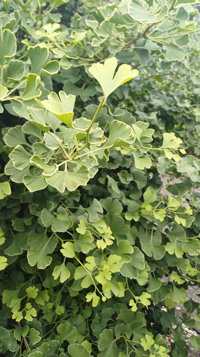 Ginkgo — Bild 4