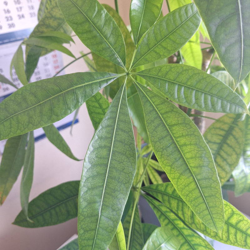 Glueckskastanie — Bild 2