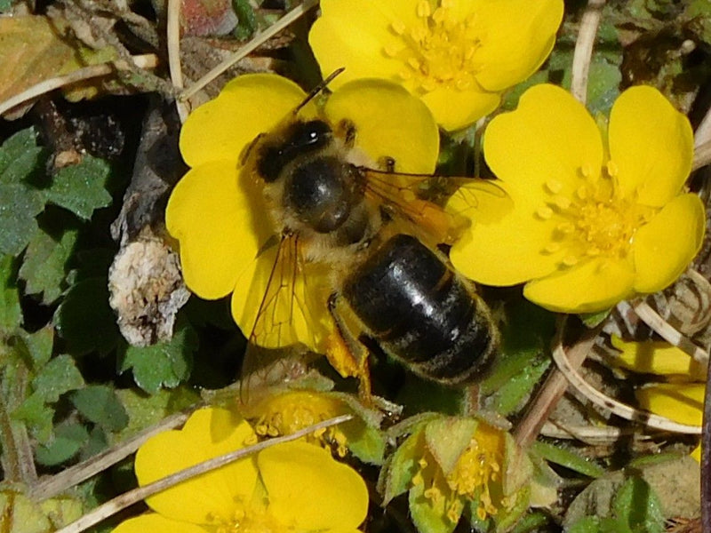 Glänzende Sandbiene — Bild 1