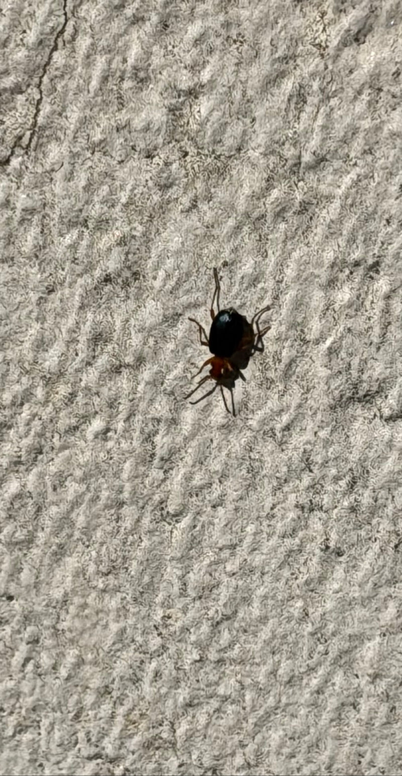 Glänzender Diebskäfer — Bild 1