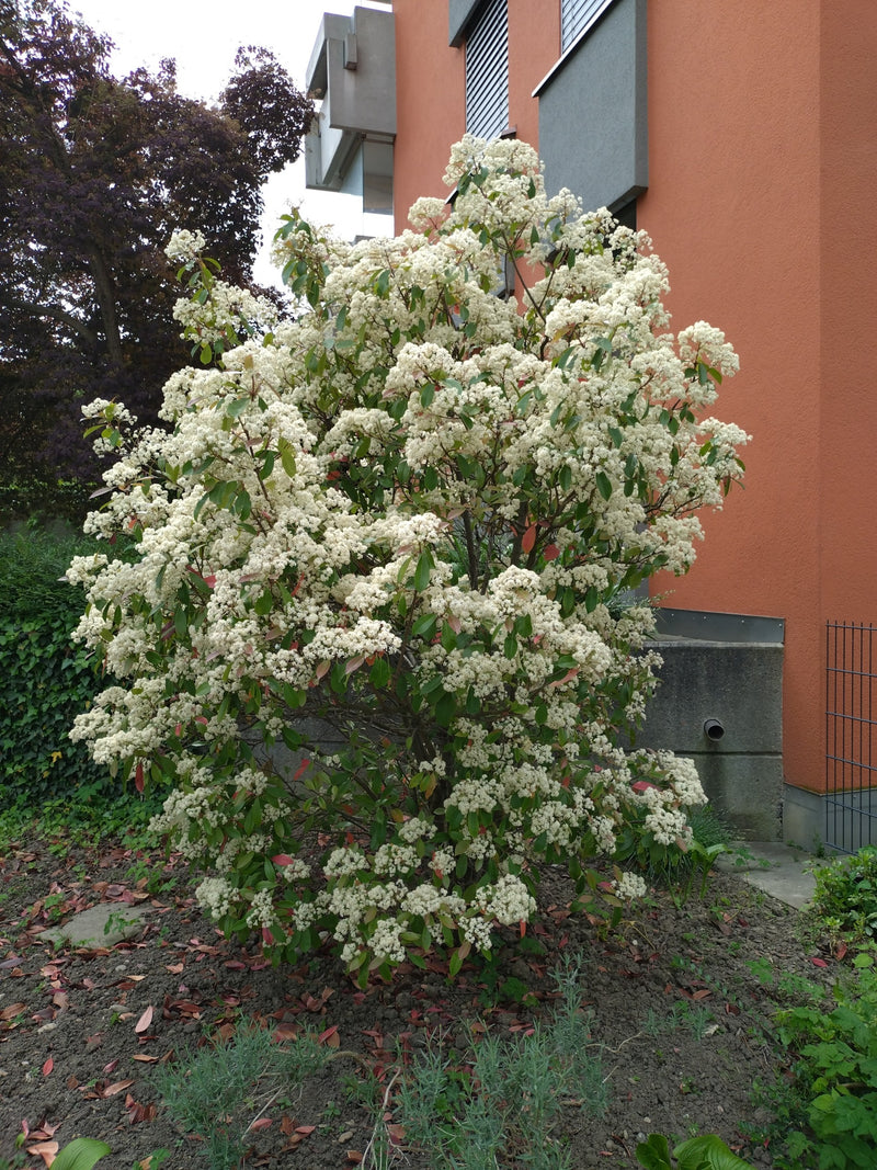 Glanzmispel — Bild 4