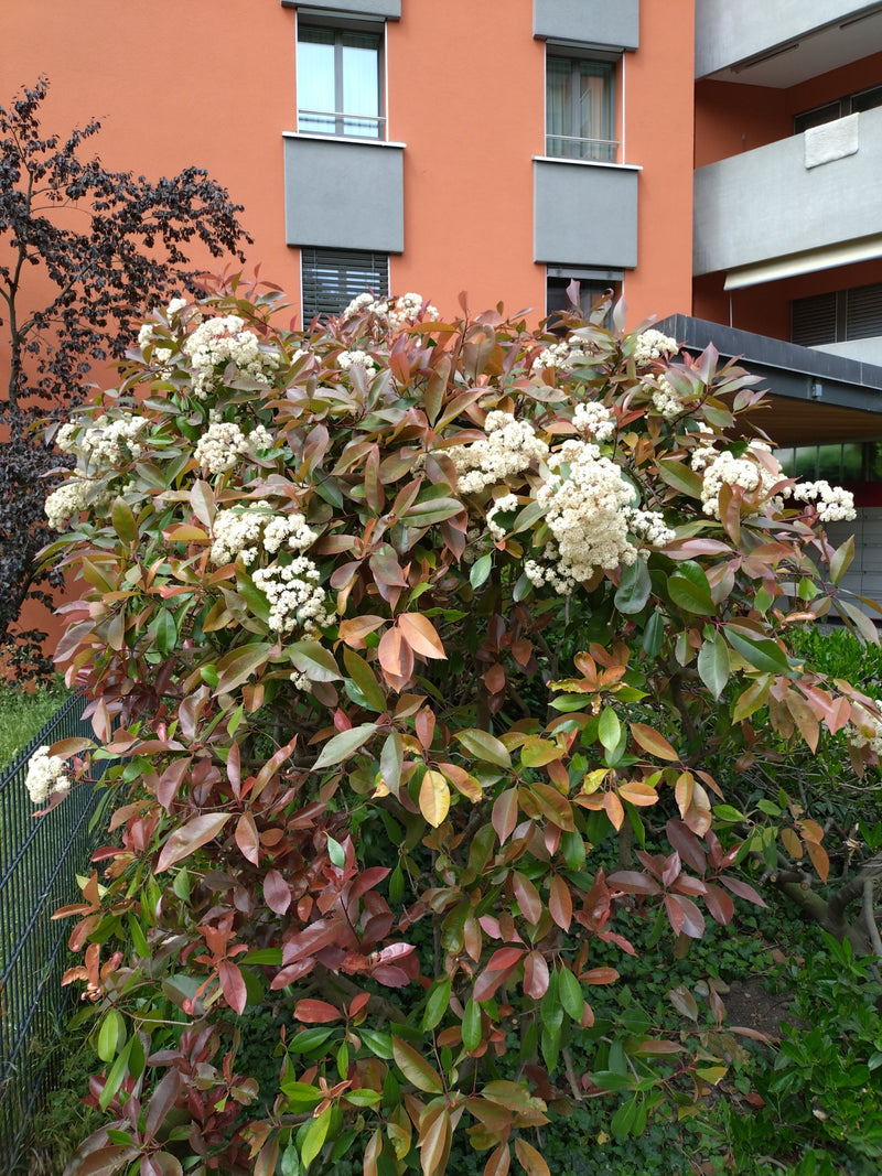 Glanzmispel — Bild 3