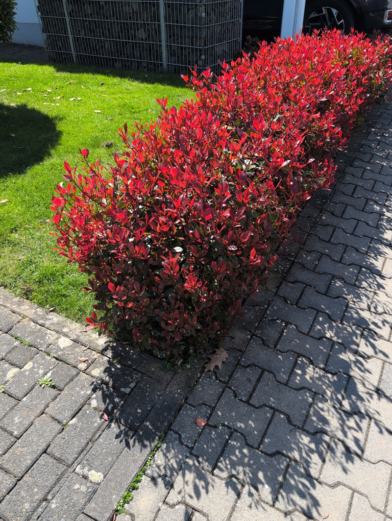 Glanzmispel — Bild 5