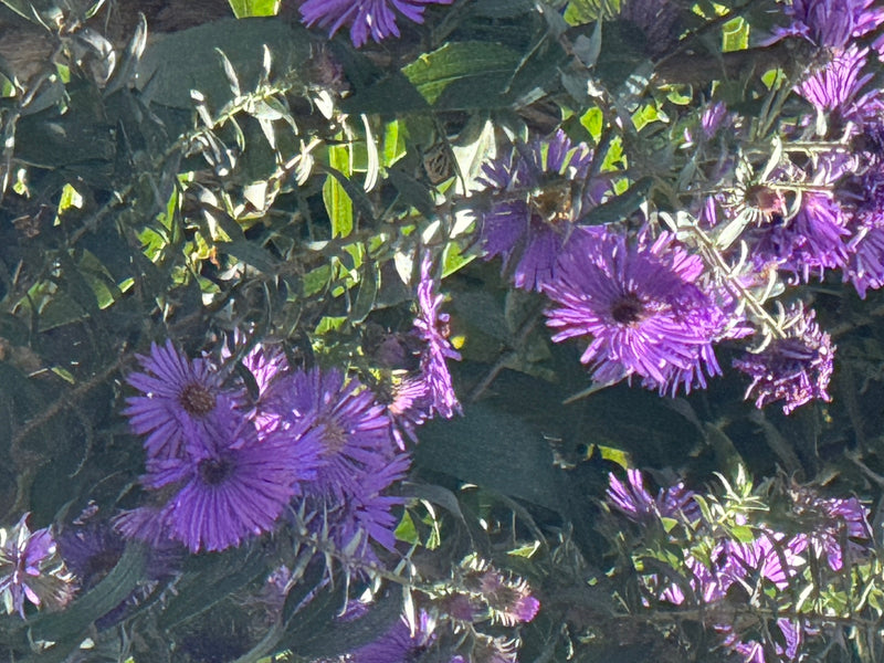 Mehrere geöffnete, violette Blütenstände einer Aster mit grünem Blattwerk im Sonnenlicht.