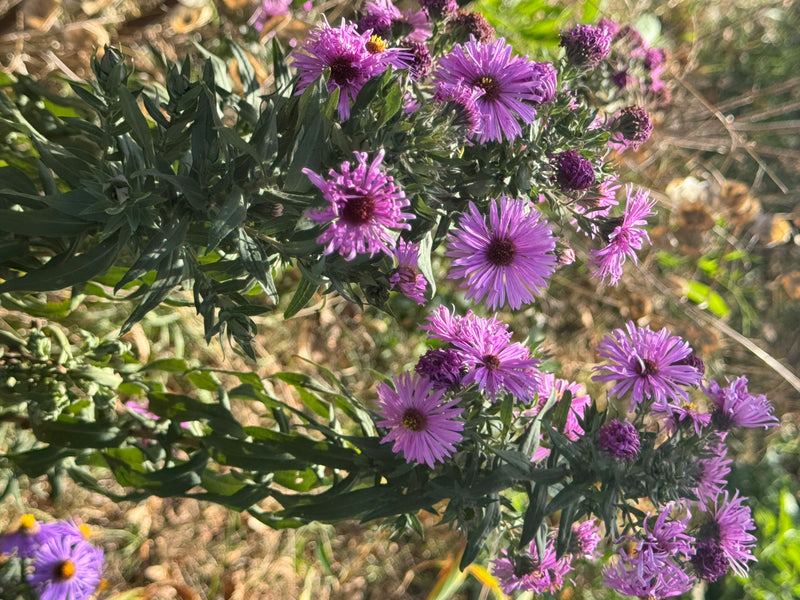 Mehrere violette Korbblüten der Neubelgien-Aster stehen dicht an beblätterten Stängeln in voller Blüte.