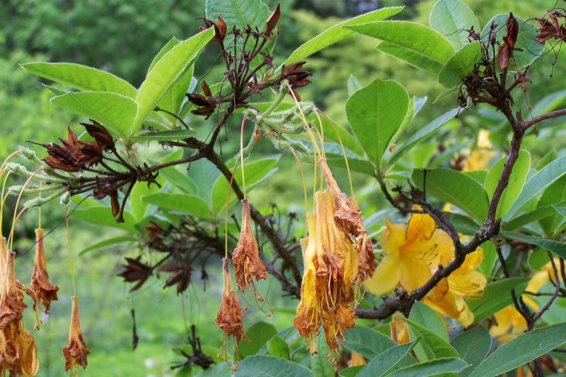 Zu sehen ist ein Zweig einer Gold-Azalee mit grünen Blättern, gelben Blüten sowie verblühten Blütenständen und Samenkapseln.