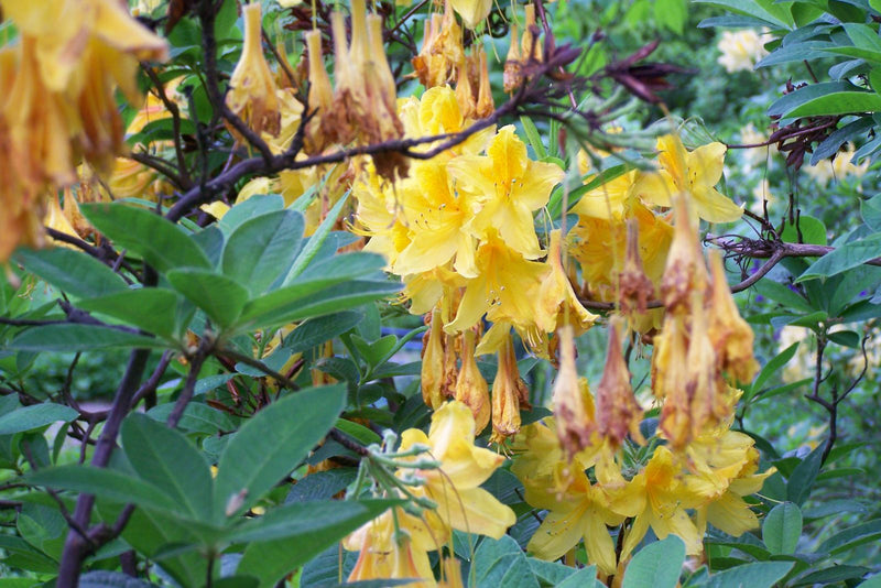 Zu sehen ist ein Strauch der Gold-Azalee mit leuchtend gelben Blüten und grünen Blättern. Einige Blüten sind bereits am Verblühen.