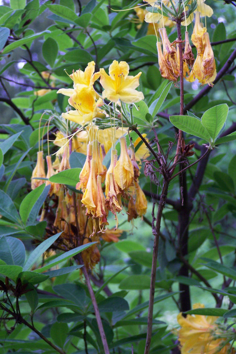 Zu sehen ist die Gold-Azalee mit leuchtend gelben Blüten und grünen Blättern an einem Zweig. Die Aufnahme zeigt die Pflanze in ihrer natürlichen Umgebung.