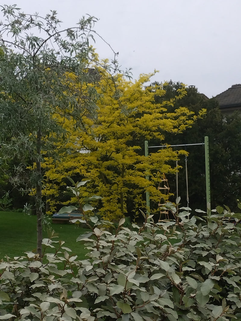 Gold-Gleditschie — Bild 5