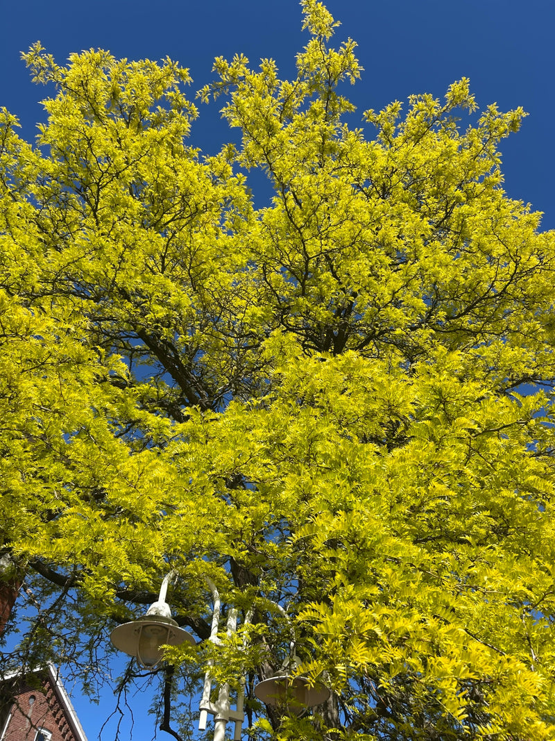 Gold-Gleditschie — Bild 1