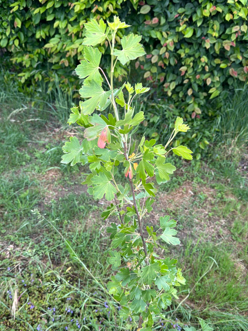 Gold-Johannisbeere — Bild 2
