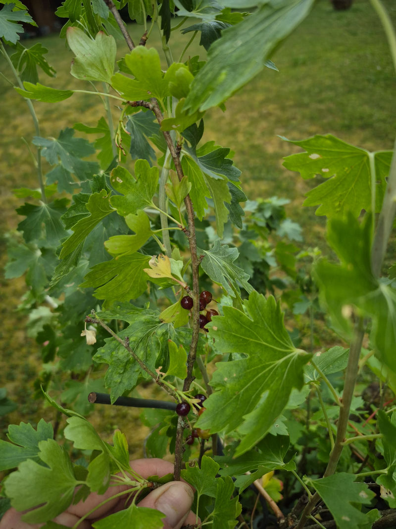 Gold-Johannisbeere — Bild 1