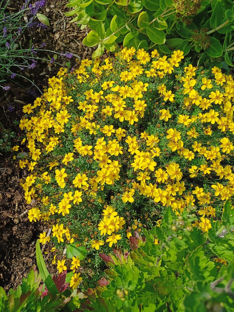 Ein dichter Busch der Goldmarie mit zahlreichen leuchtend gelben Blüten wächst in einem Gartenbeet.