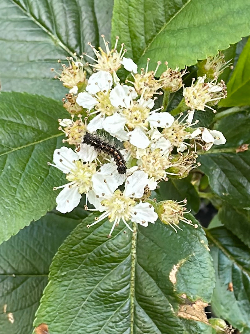 Goldafter — Bild 1