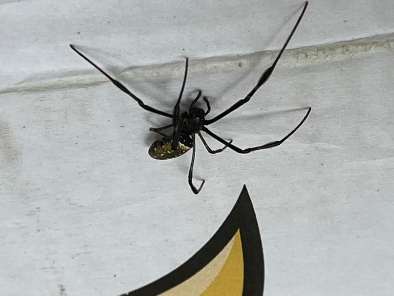 Goldene Seidenspinne — Bild 1