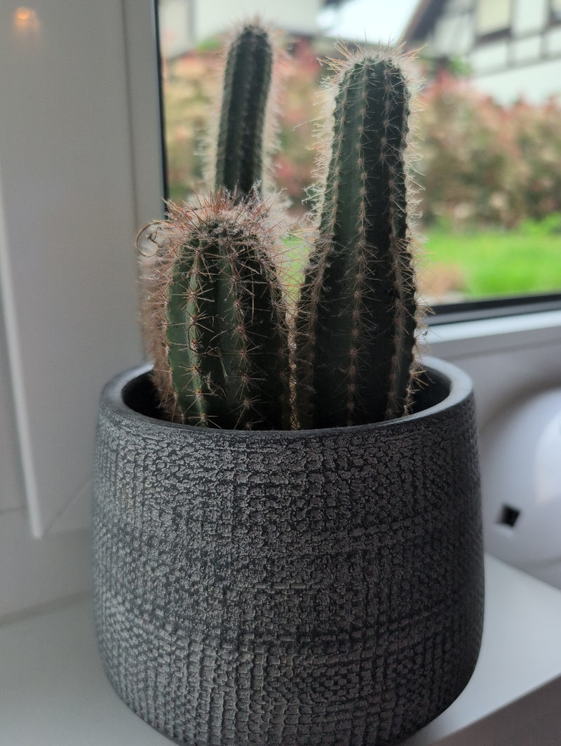 Goldfackelkaktus — Bild 2