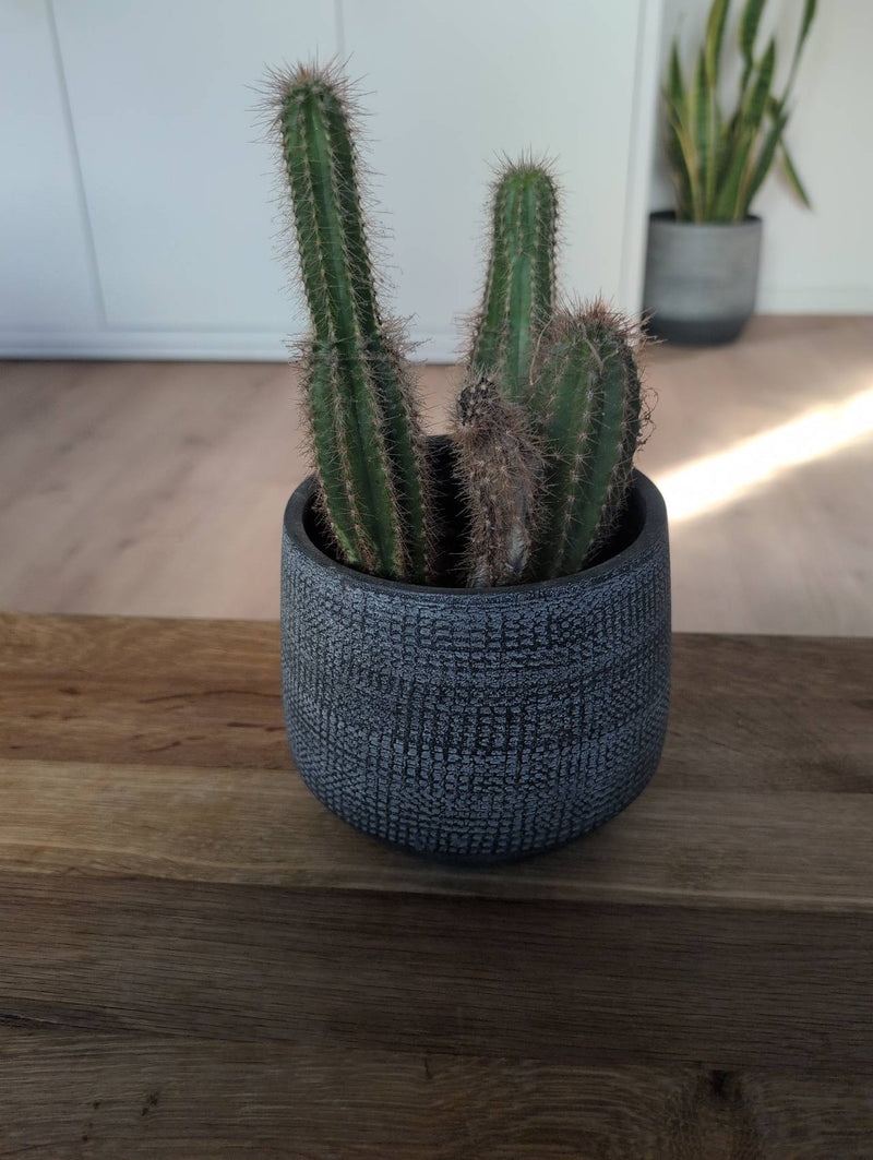 Goldfackelkaktus — Bild 5