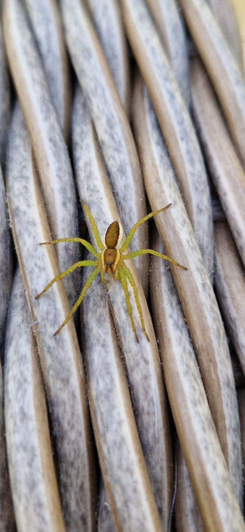 Goldfarbene Laufspinne — Bild 2