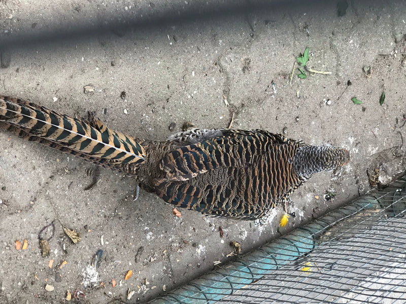 Goldfasan — Bild 1 von 2