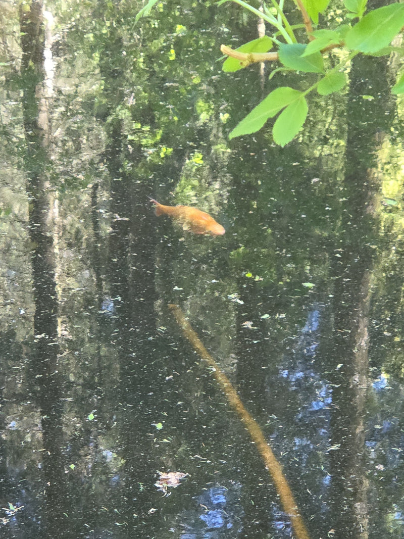 Goldfisch — Bild 1
