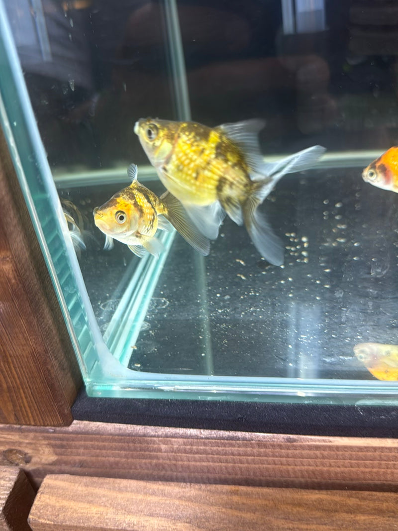 Goldfisch — Bild 4