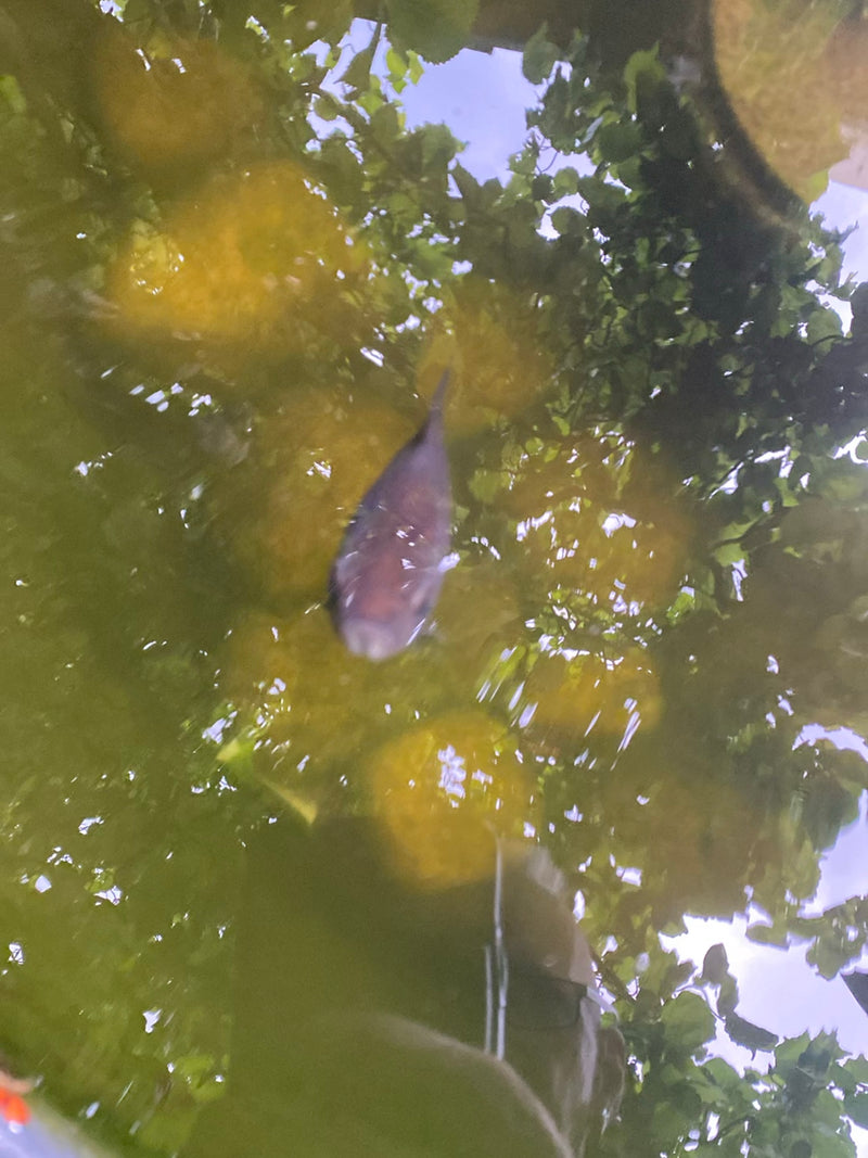 Goldfisch — Bild 3