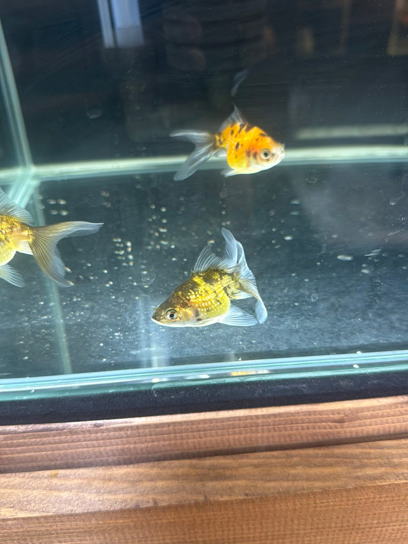 Goldfisch — Bild 5