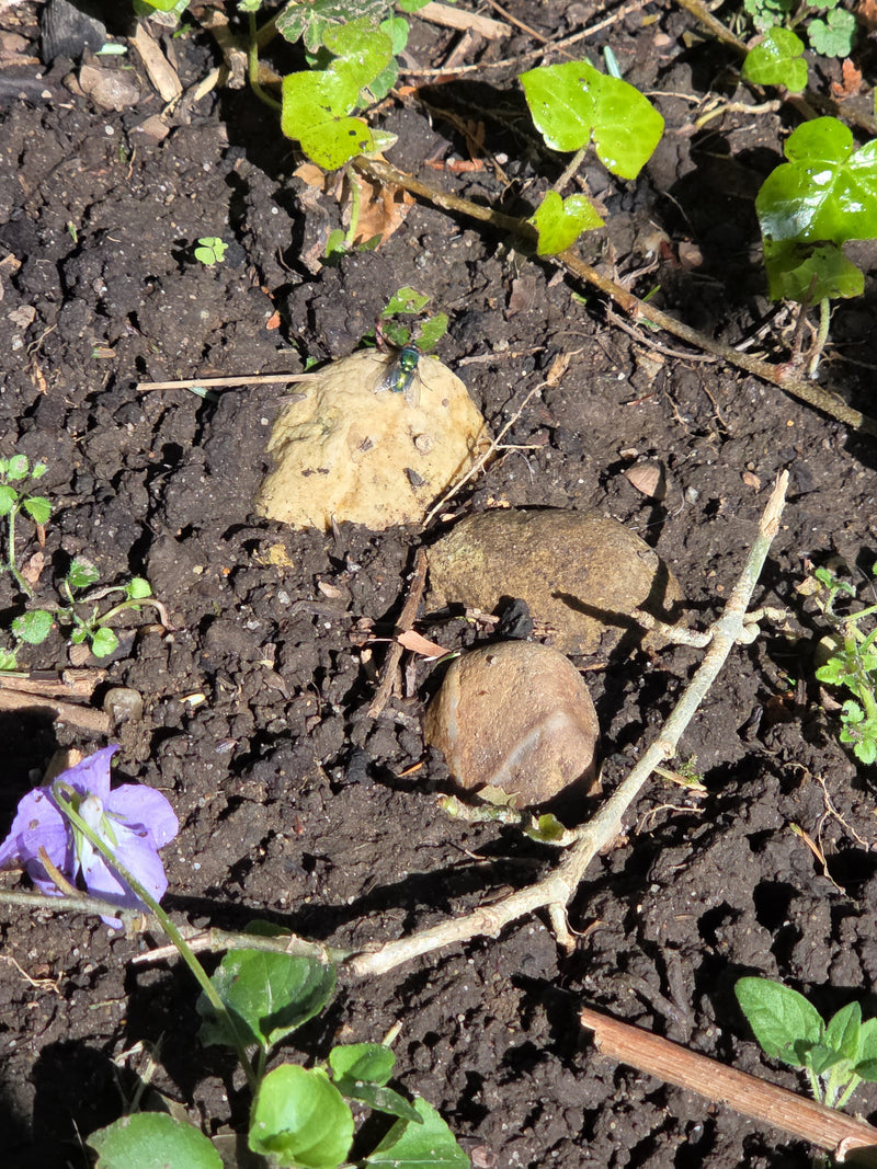 Gemeine Goldfliege — Bild 2
