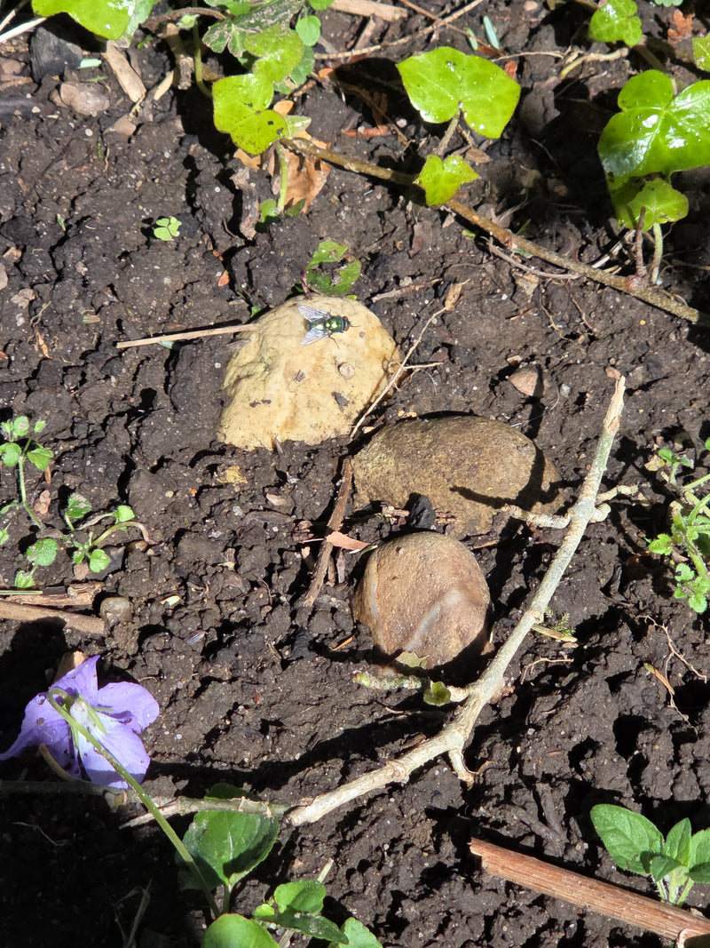 Gemeine Goldfliege — Bild 3