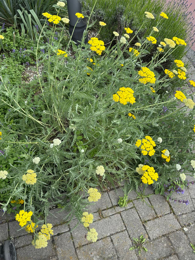 Goldgarbe — Bild 5