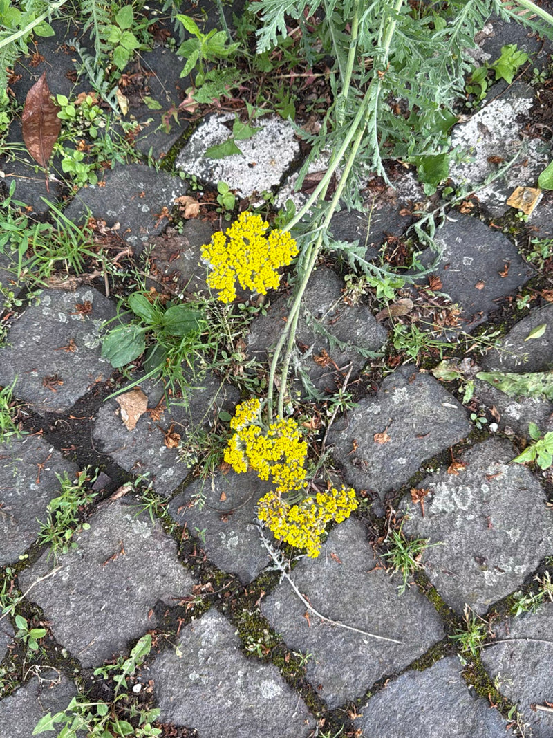 Goldgarbe — Bild 2