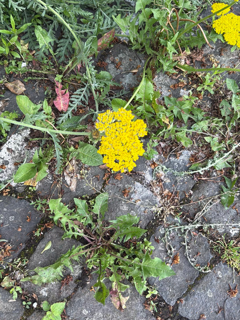 Goldgarbe — Bild 1