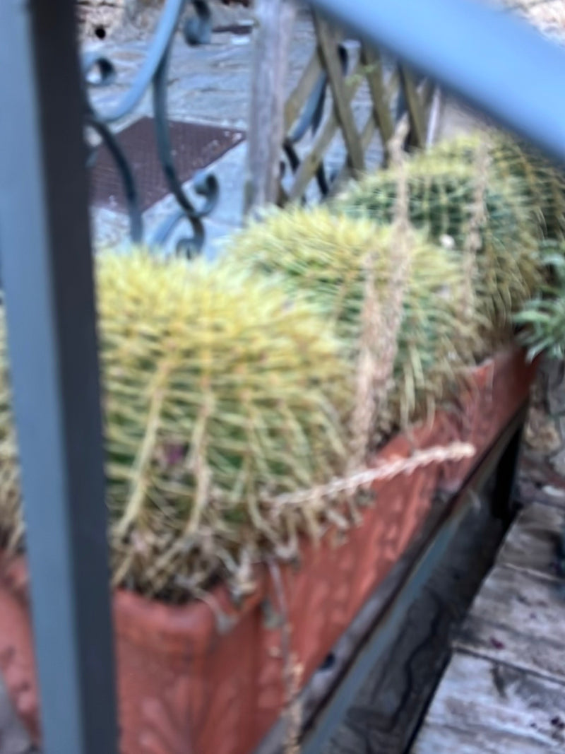 Goldkugelkaktus (Jungform) — Bild 3