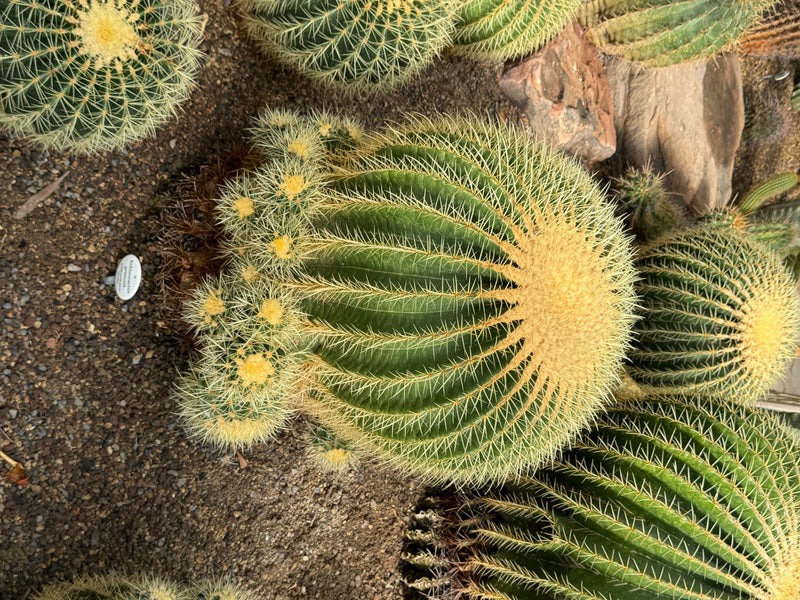 Ein großer Goldkugelkaktus (Echinocactus grusonii) mit dichten gelben Dornen und kleineren Seitentrieben aus der Vogelperspektive.
