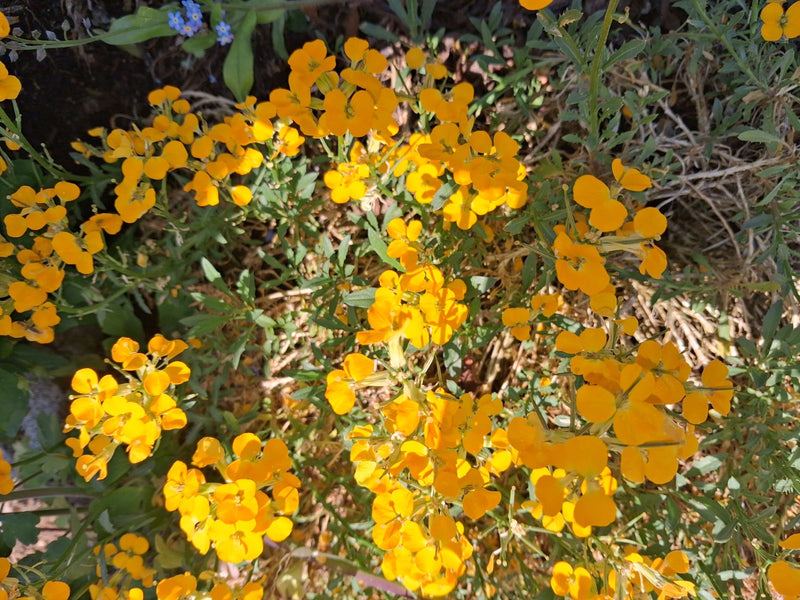 Goldlack — Bild 4