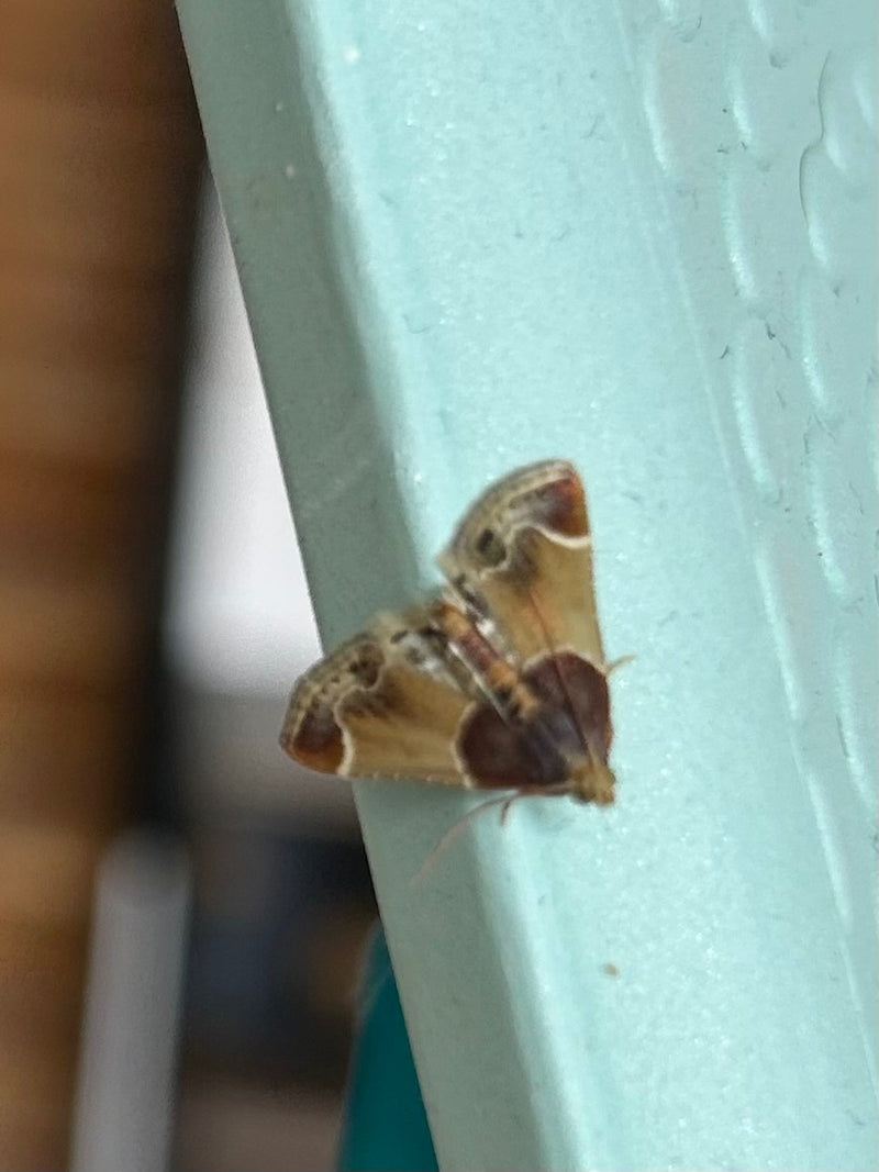 Goldzünsler — Bild 5