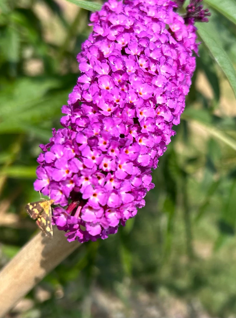 Goldzünsler — Bild 1