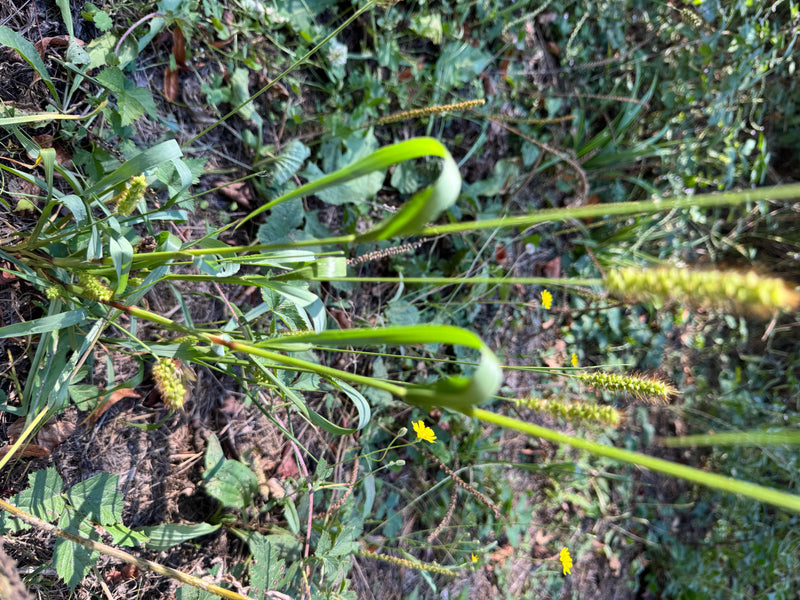 Grüne Borstenhirse — Bild 3 von 5