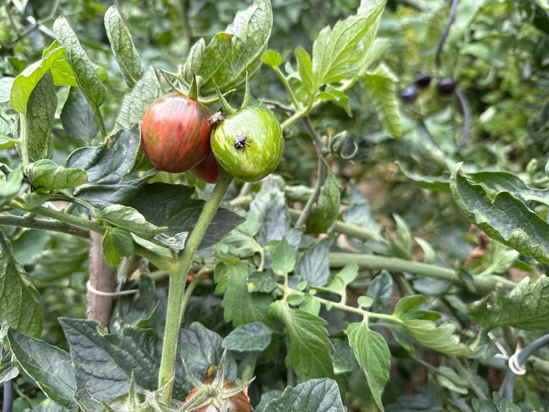 Grüner Reiswanzen-Nymphe — Bild 1 von 21