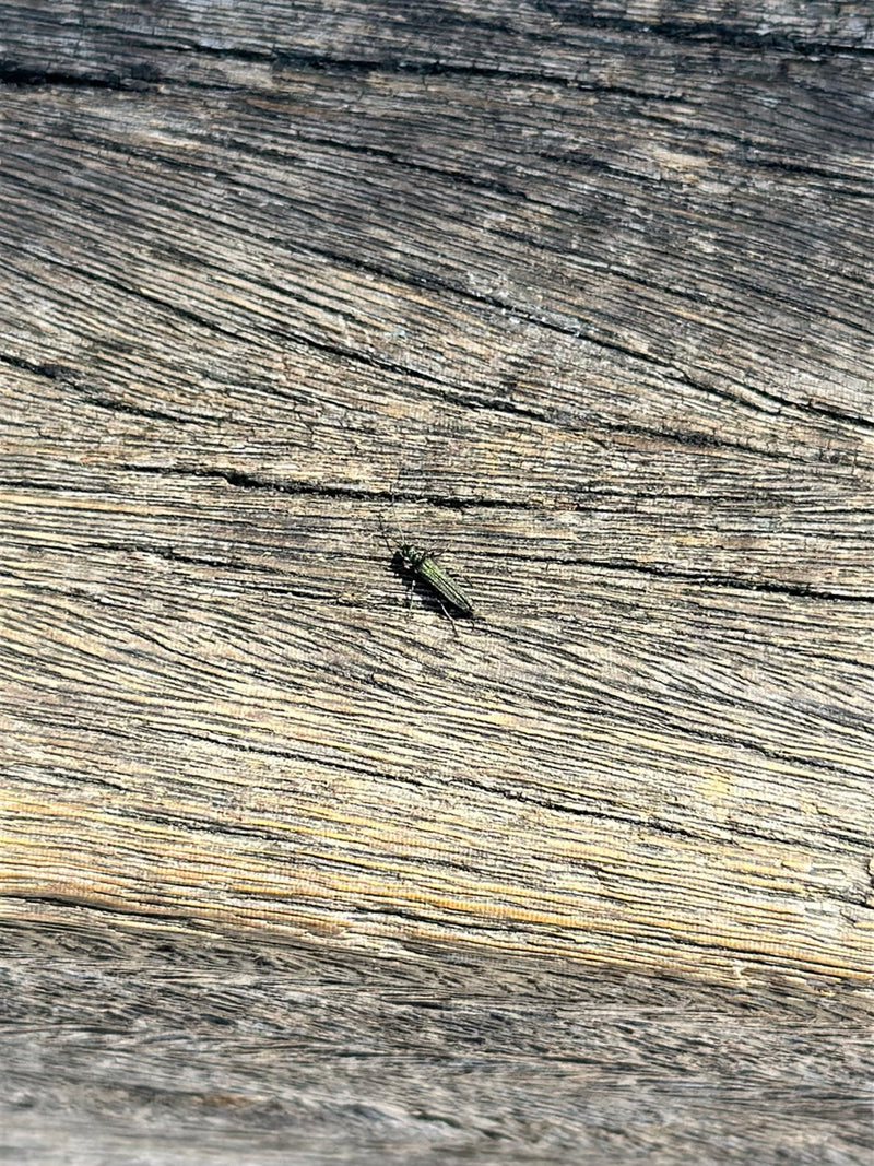 Gemeiner Scheinbockkäfer — Bild 1