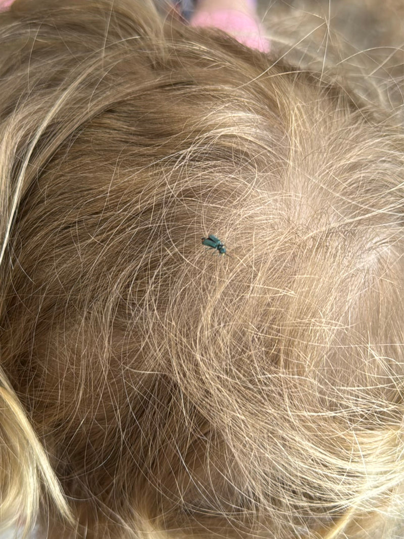 Gemeiner Scheinbockkäfer — Bild 4